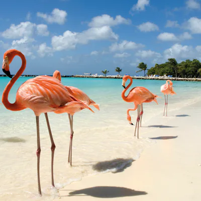Flamingo en las playas de Aruba