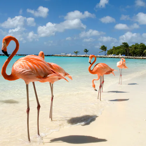 Flamingos en playa de Bonaire